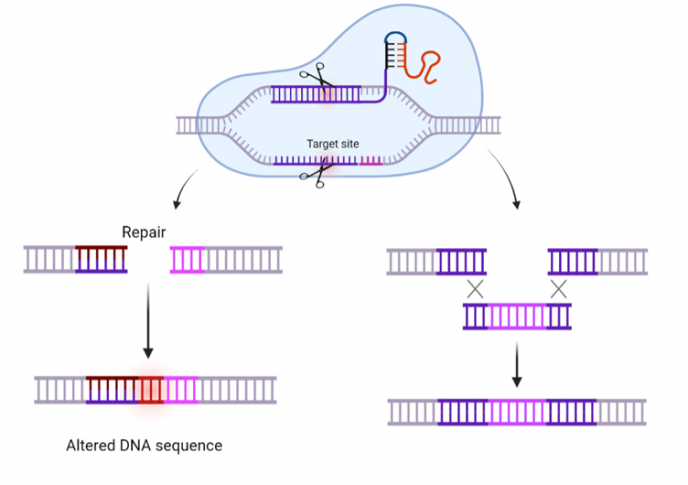 CRISPR Fig 2 Hvordan CRISPR Cas fungerer