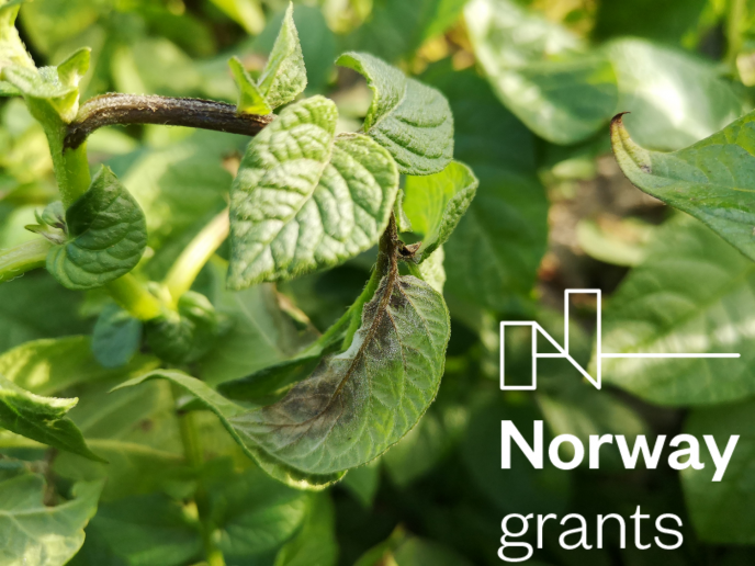 Div Gene fra May Bente Brurberg