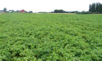 Pen okologisk potetaker Per Steinsholt