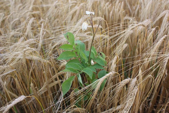 Ugraspotet Vaaler aug2010 350 8