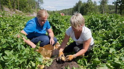 NLR potet radgivingsavtale NLR Agder