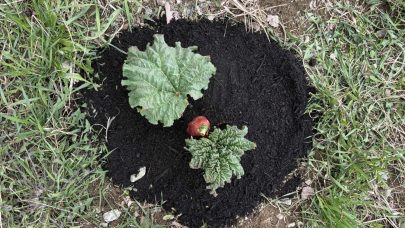 Rabarbra uten jorddekke. Foto: Kari Bysveen