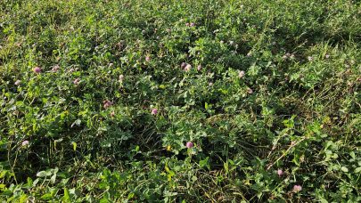 Rødkløver på profilert og bearbeidd myrjord. Foto: Ragnhild Renna