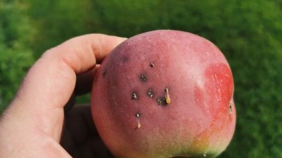 Rognebaermoll i eple 2 Gaute Myren