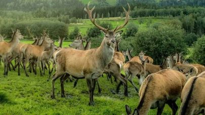KARTLEGGING AV OKONOMIEN I NORSK HJORTEHOLD FOTO L E ALMO