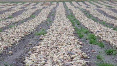 Lok 12 08 08 Helgeroa