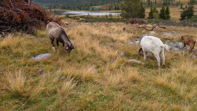 Geit 2 Foto Magnhild Strand