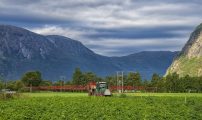 Potet, Grødal, Grøa