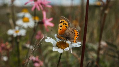 Sommerfugl Foto Ingvild Melkersen