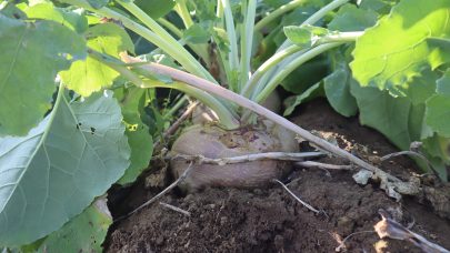 Kalrot Sandvikur Malselv oppal 2023 SL 1 1