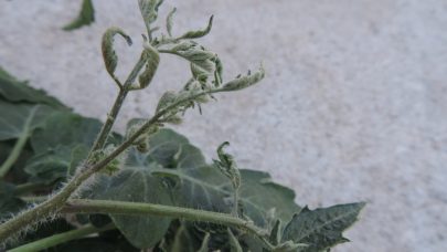 Skade: Symptomer på klopyralidskade er bøyde og vridde stilker og blad, krølling av blad og herdet vekst. Foto: Kirsti McKinnon, NORSØK