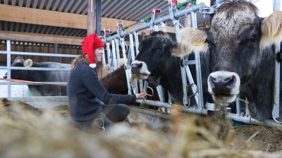 Kuer Fjos Julenisse Foto Marie Hov