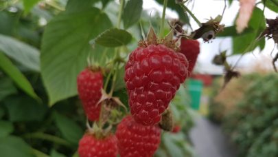 Langskudd bringebaer eksempel Foto Stanislav Strbac