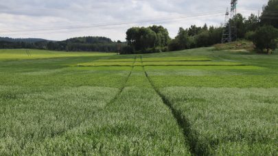 Vekstskifte Hovedbilde 2 Foto Esle Viladsen