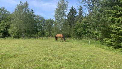 Hest på beite_2_Foto:Silke Hansen