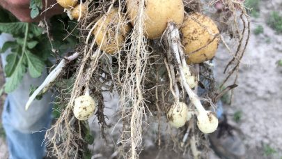 Lady Claire med groer Jan Arne Broen aug2018