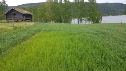 Bilde av manglende kantgjodsling