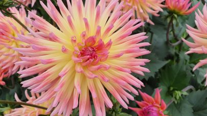 Dahlia